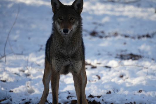 Red Wolf Scuppernong (m2658)
