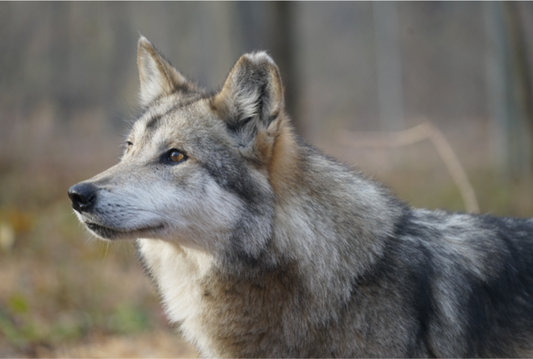 Mexican Gray Wolf Tex (M1788)