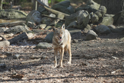 Red Wolf Rusty (m2650)
