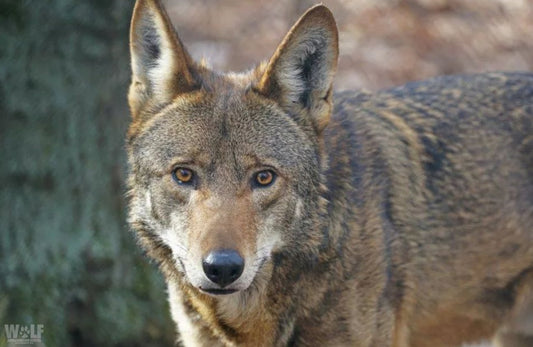 Red Wolf Jacques (M2152)