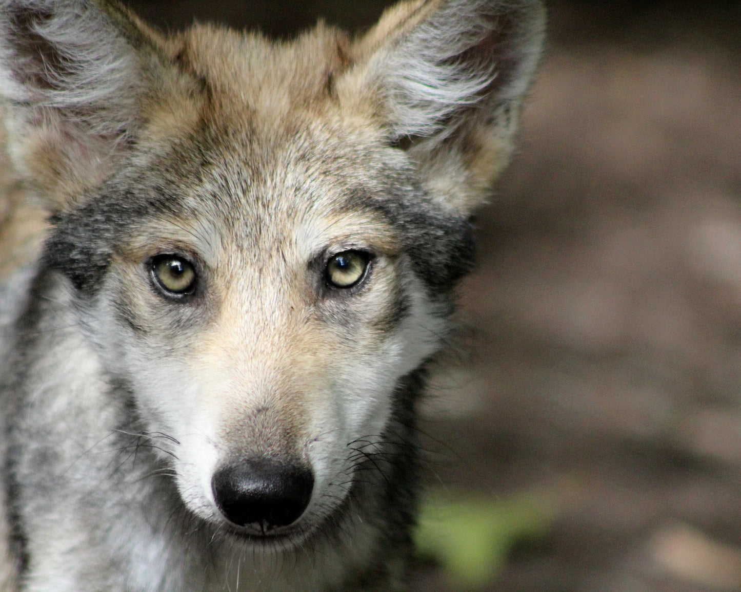Mexican Gray Wolf Kral (M1742)