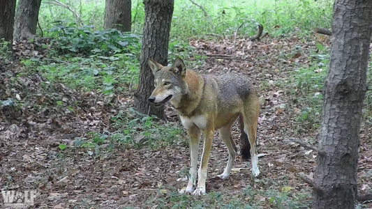 Red Wolf Sage (F2061)
