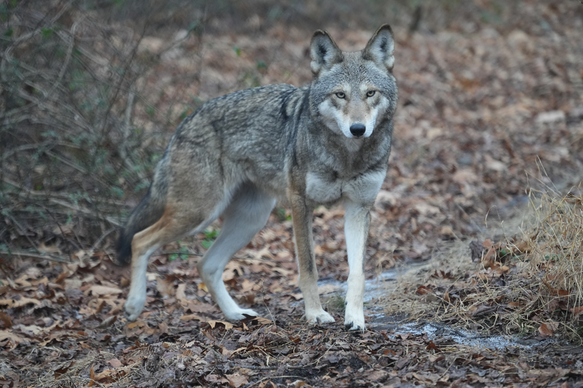 Red Wolf Sabine (F2506)