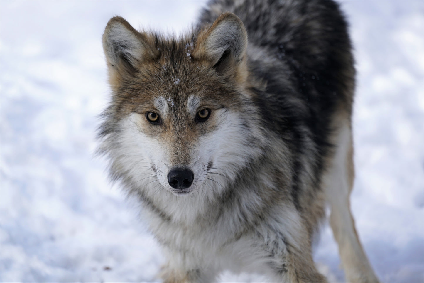 Mexican Gray Wolf Nicholas (M1971)